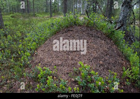 Les fourmis des bois grand nid, Finlande Banque D'Images
