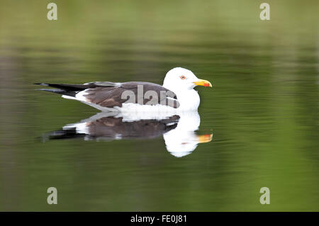 Goéland marin Great Black, Larus marinus, Finlande Banque D'Images