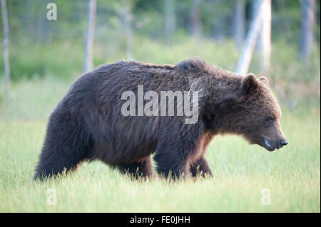 L'ours brun européen, Ursus arctos arctos, Finlande Banque D'Images