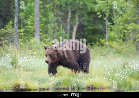 L'ours brun européen, Ursus arctos arctos, Finlande Banque D'Images