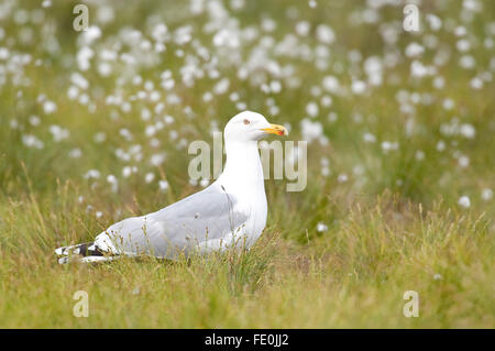 European Herring Gull Larus argentatus, Finlande Banque D'Images