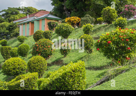 Des arbustes et des fleurs sur la colline Fort King George Tobago Antilles Banque D'Images