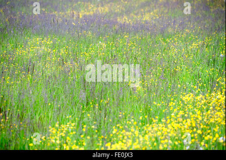 Fleurs et herbes de prairie, Kuhmo, Finlande Banque D'Images