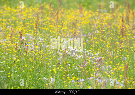 Fleurs et herbes de prairie, Kuhmo, Finlande Banque D'Images