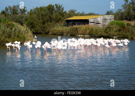 Volée de flamants roses dans le Parc Naturel Régional de Camargue, France Banque D'Images