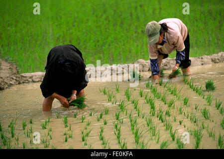 Vietnam, province de Ha Giang, yen Minh, rizières, agriculteurs Banque D'Images