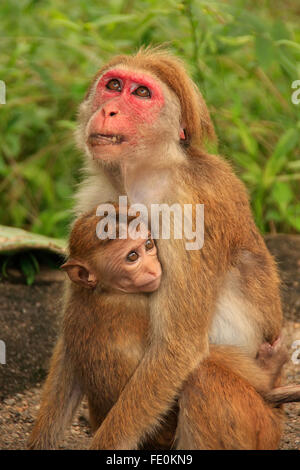 Toque macaque mother and baby sitting at Cave Temple à Dambulla, Sri Lanka. Toque macaque vivent uniquement au Sri Lanka. Banque D'Images