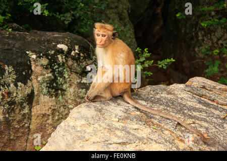 Toque macaque (Macaca sinica) assis sur un rocher au Cave Temple à Dambulla, Sri Lanka. Toque macaque vivent uniquement au Sri Lanka. Banque D'Images