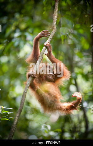 L'orang-outan de Sumatra (Pongo abelii) dans Parc national de Gunung Leuser, Bukit Lawang, au nord de Sumatra, Indonésie Banque D'Images