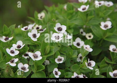 Cornouiller à fleurs en Scandinavie Banque D'Images