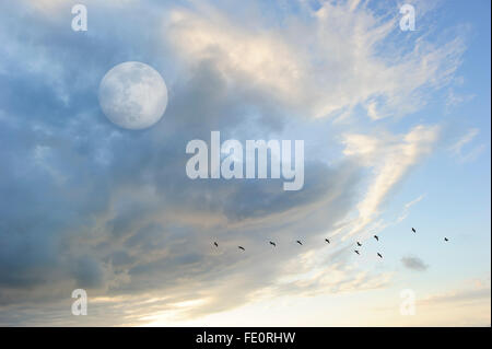 Lune nuages oiseaux est une belle Cloudscape sur un ciel bleu avec une silhouette du troupeau d'oiseaux volant par comme un complet lumineux mo Banque D'Images