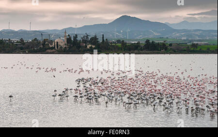 Groupe d'oiseaux sauvages Flamingo r au lac salé de Larnaca en face de la fameuse Hala Sultan Tekke Muslim shrine mosque Banque D'Images