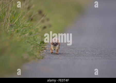 Hermine (Mustela erminea) tournant sur la route ! Banque D'Images