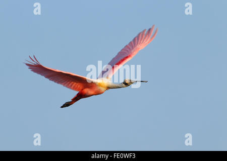 Roseate Spoonbill (Platalea ajaja) flying in sky Banque D'Images