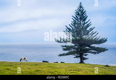 L'île Lord Howe dans la mer de Tasman, de bovins laitiers pâturage paisiblement dans un pré au-dessus de la plage moyenne Banque D'Images
