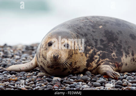 Phoque gris (Halichoerus grypus) lying on beach, homme, Helgoland, Schleswig-Holstein, Allemagne Banque D'Images