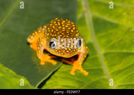 Whitebelly reed grenouille (Heterixalus Alboguttatus) assis sur feuille dans la forêt tropicale, Parc National de Ranomafana, Southern Highlands Banque D'Images