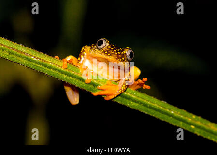 Whitebelly reed grenouille (Heterixalus Alboguttatus) accroché sur manette en forêt tropicale, Parc National de Ranomafana, Southern Highlands Banque D'Images