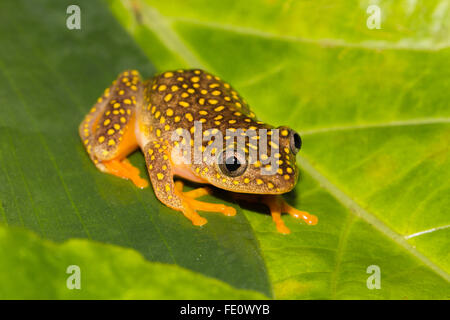 Whitebelly reed grenouille (Heterixalus Alboguttatus) assis sur feuille dans la forêt tropicale, Parc National de Ranomafana, Southern Highlands Banque D'Images