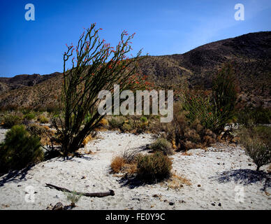 Arbuste épineux Ocotillo en pleine floraison printanière dans le désert de Mojave. Les fleurs rouges de l'ocotillo sont la seule fleur fleur. Banque D'Images