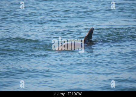 Grand dauphin commun montrant dorsale près de Sanibel Island en Floride Banque D'Images