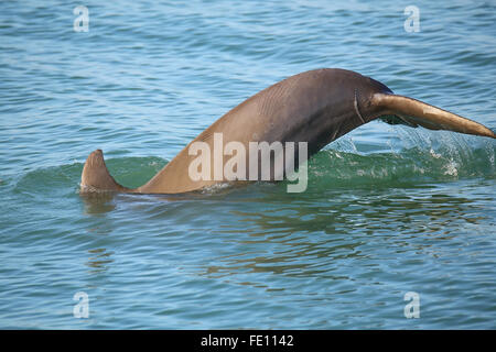 Queue de dauphin commun plongée près de l'île de Sanibel en Floride Banque D'Images
