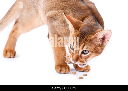 Nourriture pour chat abyssin isolé sur fond blanc Banque D'Images