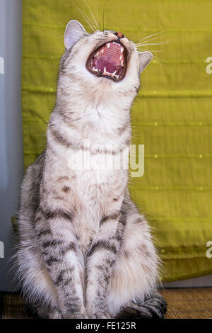 Funny cat tabby rayé gris bâillements Banque D'Images