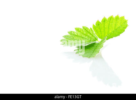 Vert feuille fraises isolé sur fond blanc Banque D'Images