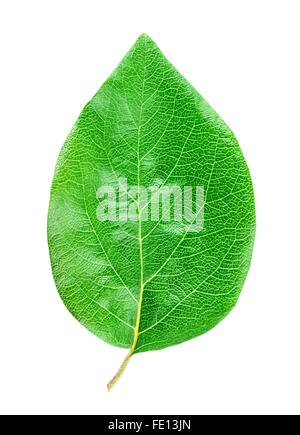 Feuille de pomme coing isolé sur fond blanc Clipping Path Banque D'Images