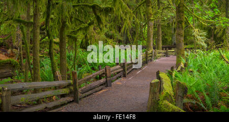 L'île de Vancouver, Colombie-Britannique, Canada : Cathedral Grove sentier à travers la forêt ancienne, MacMillan Provincial Park Banque D'Images