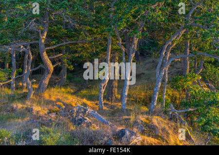 L'île de Saltspring (Colombie-Britannique) : aube lumière sur la forêt de pins de Beaver Point, parc provincial Ruckle Banque D'Images