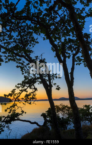 L'île de Saltspring (Colombie-Britannique) : pins silhouetté au crépuscule sur Beaver Point avec le chenal Swanson dans l'arrière-plan, Ruck Banque D'Images