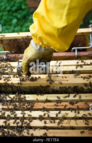 Dépose du bâti à partir de la ruche apiculteur fort Banque D'Images
