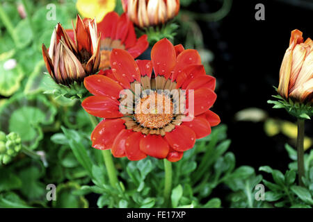 Gazania Gazoo Rouge avec fleurs Bague Banque D'Images