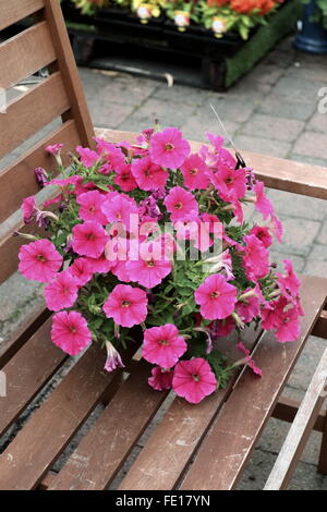 Petunia fleurs rose foncé starlette Banque D'Images