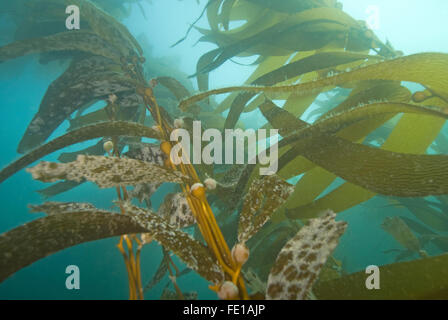 Varech algues à la California forêt d'algues sous-marines reef Banque D'Images