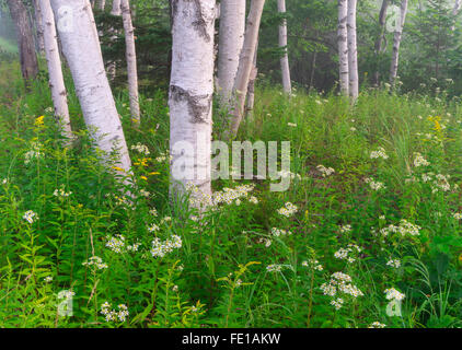 Le Parc Nationale d'Acadia, Maine : le bouleau blanc (Betula papyrifa) forêt d'érable et de détail, de l'été. Banque D'Images