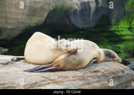 Les Lions de mer de couchage à La Jolla, Californie Banque D'Images