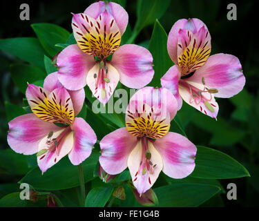 Vashon Island, WA grappe d'alstromeria cultivée dans un jardin d'été Banque D'Images