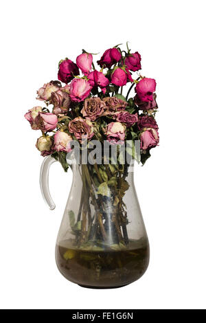 Cut Out. Grande cruche pleine de roses rouges morts dans l'eau putride sur fond blanc Banque D'Images
