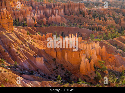 Le Parc National de Bryce Canyon, UT : soleil du matin dans l'Amphithéâtre de Bryce cheminées de grès et le rétroéclairage pinnacles Banque D'Images