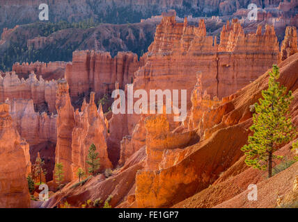 Le Parc National de Bryce Canyon, UT : soleil du matin dans l'Amphithéâtre de Bryce cheminées de grès et le rétroéclairage pinnacles Banque D'Images