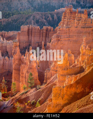 Le Parc National de Bryce Canyon, UT : soleil du matin dans l'Amphithéâtre de Bryce cheminées de grès et le rétroéclairage pinnacles Banque D'Images