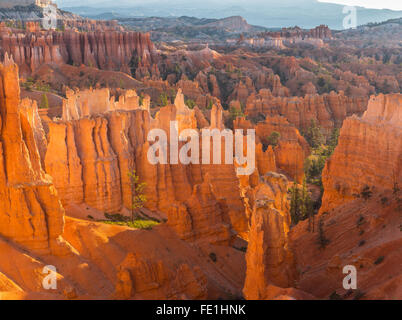 Le Parc National de Bryce Canyon, UT : soleil du matin dans l'Amphithéâtre de Bryce cheminées de grès et le rétroéclairage pinnacles Banque D'Images