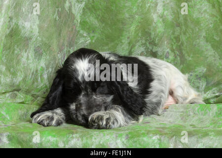 Bleu (noir et blanc) Cocker Anglais chiot sur fond vert Banque D'Images
