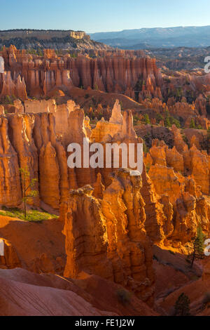 Le Parc National de Bryce Canyon, UT : soleil du matin dans l'Amphithéâtre de Bryce cheminées de grès et le rétroéclairage pinnacles Banque D'Images