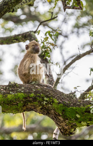 Babouin jaune, South Luangwa National Park, Zambie, Afrique Banque D'Images