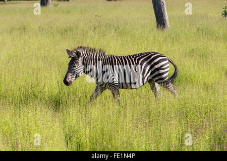 Zèbre des plaines, le parc national de South Luangwa, en Zambie, l'Afrique Banque D'Images