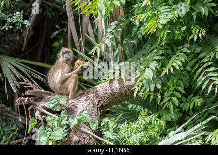 Babouin jaune, Parc National de Liwonde, Malawi, Afrique Banque D'Images